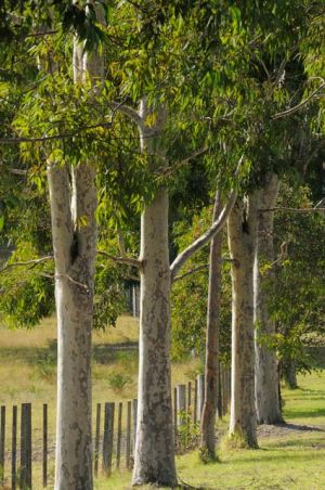 Stringybark Cottages - Tourism Canberra